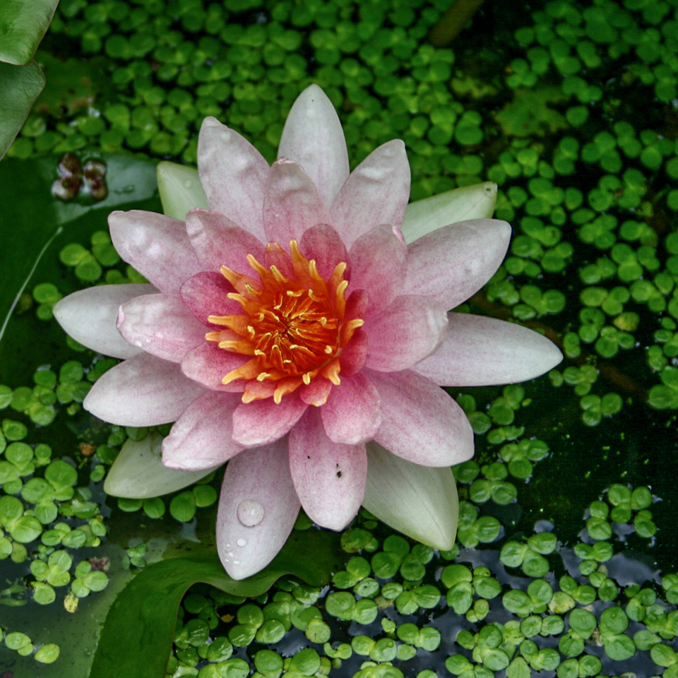 Nympheae fabiola